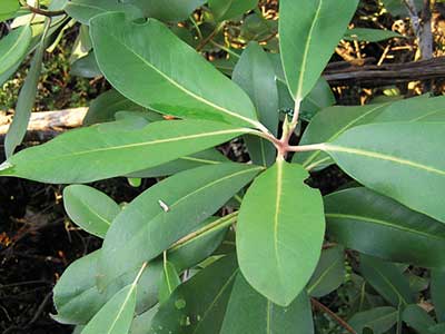 hoja de canelo